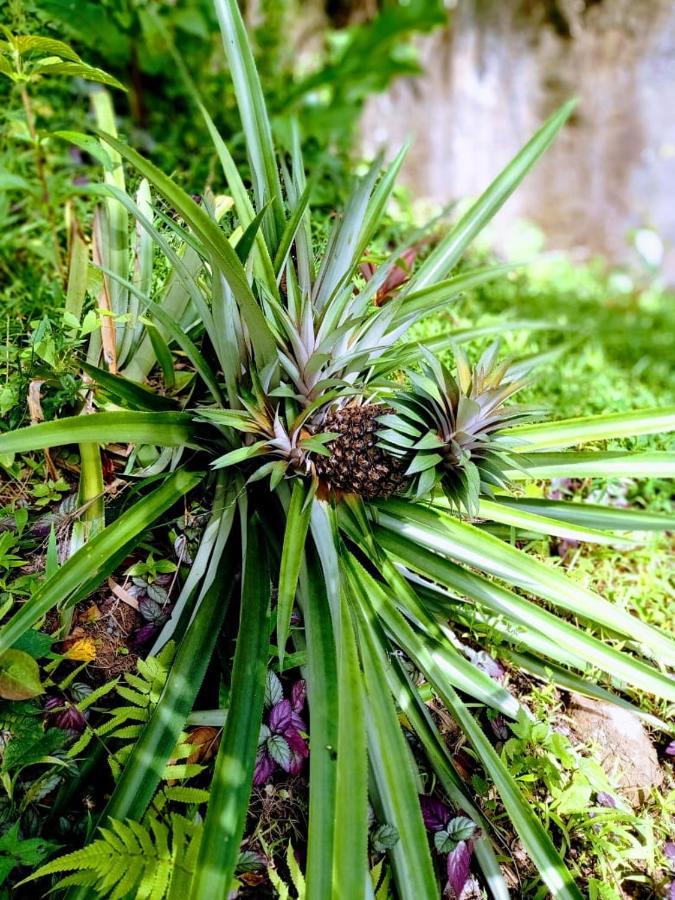 Roots Jungle Retreat Villa Marigot Luaran gambar