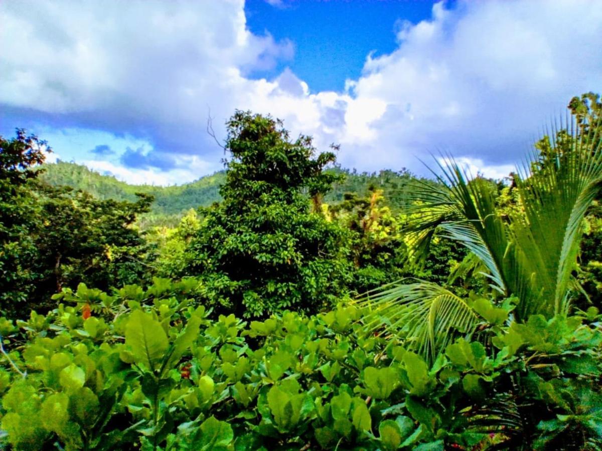 Roots Jungle Retreat Villa Marigot Luaran gambar