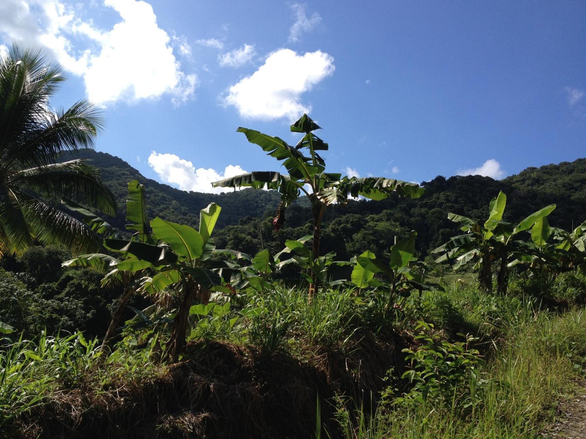 Roots Jungle Retreat Villa Marigot Luaran gambar