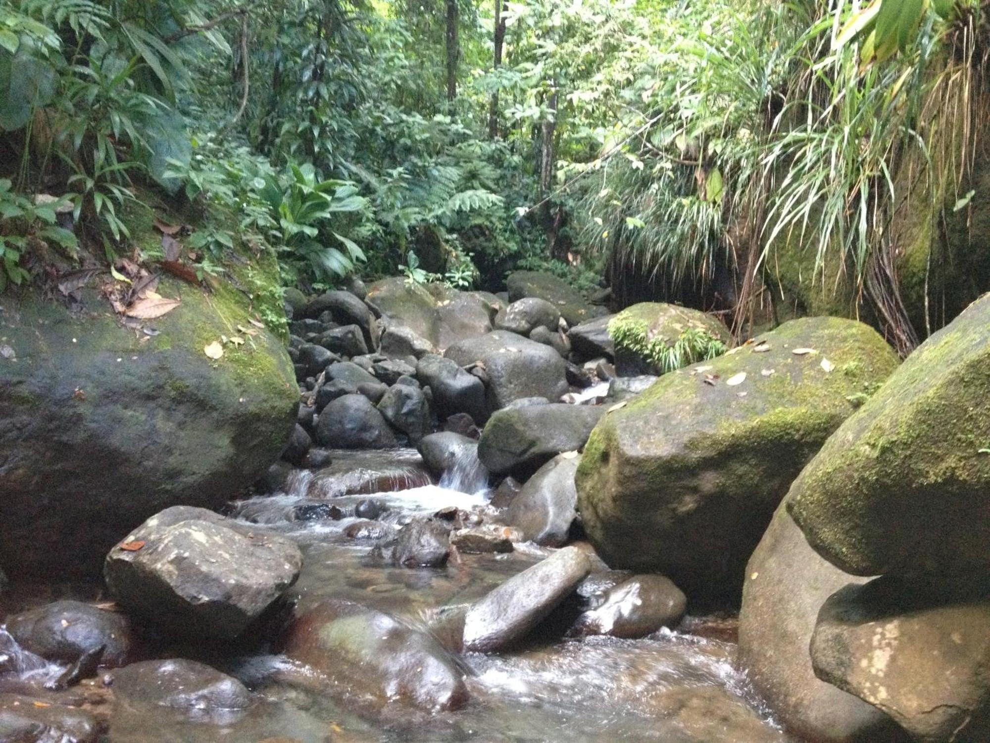 Roots Jungle Retreat Villa Marigot Luaran gambar