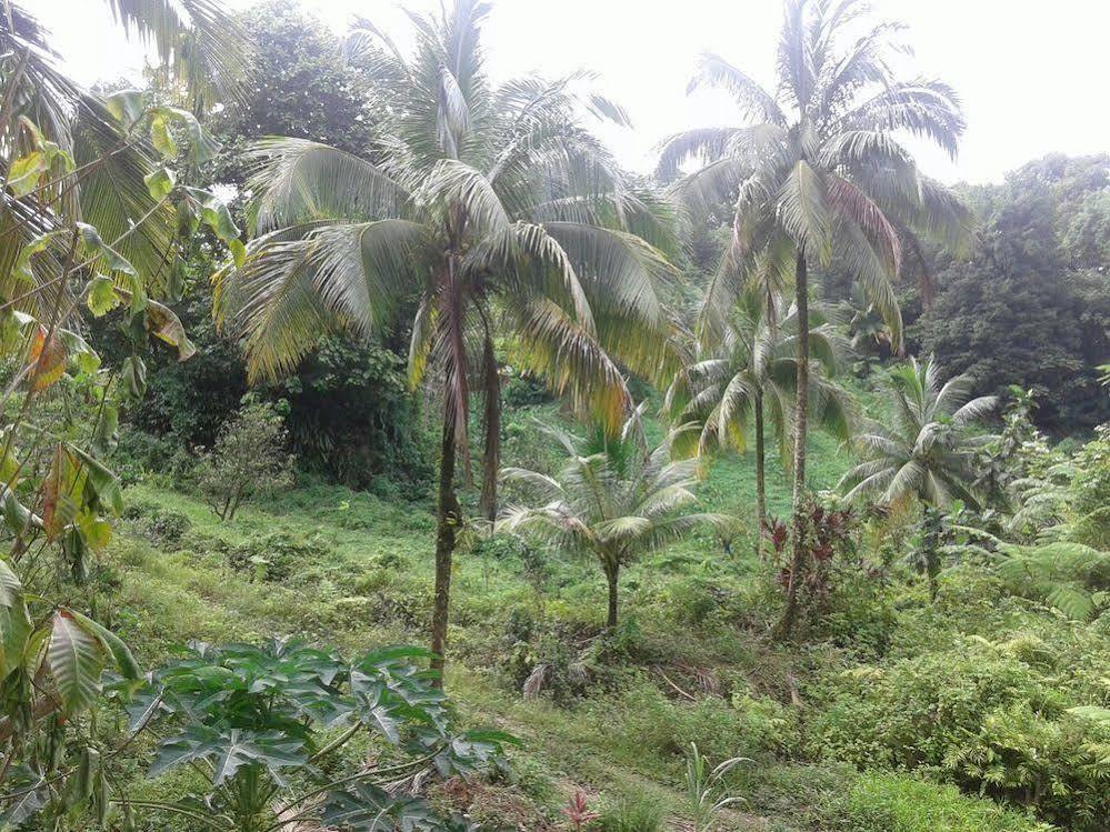Roots Jungle Retreat Villa Marigot Luaran gambar