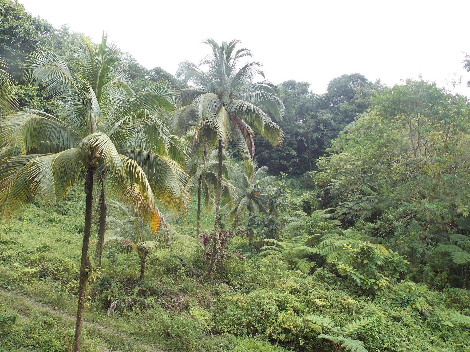 Roots Jungle Retreat Villa Marigot Luaran gambar