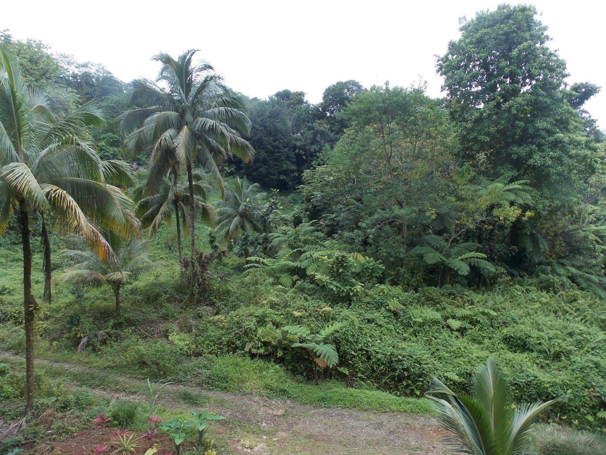Roots Jungle Retreat Villa Marigot Luaran gambar